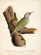 Ornithological Study, c.1800. Creator: Kuhn, G. (active 1795-1825).