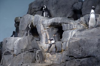 Penguins, Monterey Bay Aquarium, Monterey, California, USA, 2022. Creator: Ethel Davies.