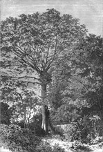 ''Samauma Tree of the Amazonian Forests; Indian-Rubber Groves of the Amazons', 1875. Creator: Unknown.