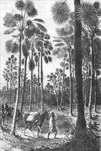 ''Forest of Fan-Leaved Palms; Journey from the Senegal to the Niger', 1875. Creator: Unknown.