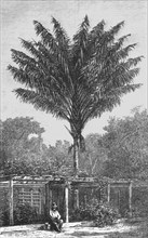 ''Attalea Palm-tree on the Madeira; Indian-Rubber Groves of the Amazons', 1875. Creator: Unknown.