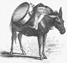 ''Armenian baggage animal; The Caucasus', 1875. Creator: Unknown.