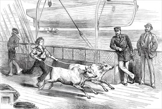 The Prince's Voyage Home from India: life on board the Serapis: exercising the "Gainees"...1876. Creator: Unknown.