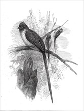 Chestnut-backed Coly, at the Zoological Society's Gardens...1876. Creator: Unknown.