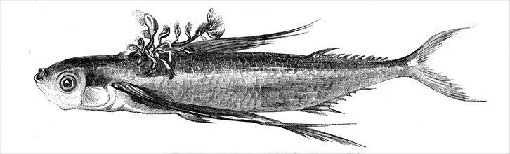 Flying fish, with a Parasitic Growth on its Back, 1858. Creator: Unknown.