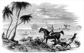 Antelope-Hunting in India - Antelopes driven from Cover, 1858. Creator: Unknown.