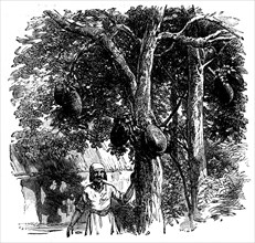 Sketches from Madagascar - Bread-fruit - the Artocarpus integrifolia, or Jack-tree, 1858. Creator: Unknown.