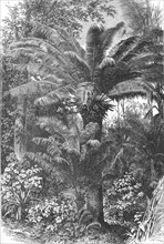 'Madagascar Dwarf Palms; A Birds-eye View of Madagascar', 1875. Creator: M.D Charnay.