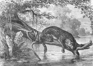 'Jaguar fishing on the banks of the Orinoco; A Journey up the Orinoco', 1875. Creator: Unknown.