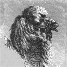 'Kalmuck Camel; The Caucasus', 1875. Creator: Unknown.