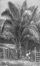 ''The Inaja Palm; The Palms of Tropical America', 1875. Creator: Unknown.