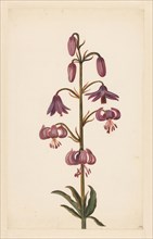 Martagon Lily (Lilium martagon), late 17th-early 18th century?  Creator: Alida Withoos.