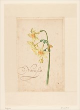 Daffodil, 1650-1699. Creator: Anon.