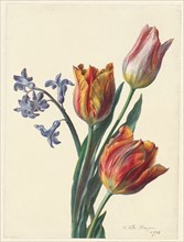 Three tulips and a sprig of hyacinth, 1892. Creator: C. de Haspe.
