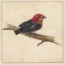 Manakin, the Surinamese bird Pipra Aureola, 1681-1743. Creator: Karel Borchaert Voet.