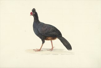 Black walking bird with short thick red beak, 1763-1824. Creator: Circle of François Le Vaillant.