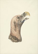 Head of an ear vulture (Otogyps auricularis daud), 1763-1824. Creator: Circle of François Le Vaillant.