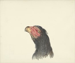 Vulture, 1763-1824. Creator: Circle of François Le Vaillant.