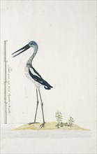 Grus rubicunda (Brolga or Australian crane), 1770-1780. Creator: George Raper.