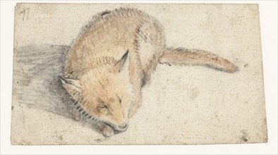 Sleeping fox, c.1626-before 1662. Creator: Gerard ter Borch I.