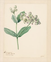 Calotropis, 1803. Creator: Hendrik Schwegman.