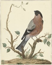 Bullfinch, 1767. Creator: Jacobus Perkois.