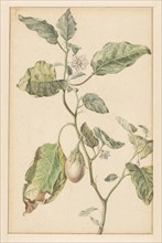 Aubergine plant, 1744-1805. Creator: Jan Jansz. van der Vinne.