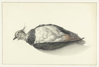 Lying dead lapwing, 1827. Creator: Jean Bernard.