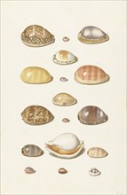 Cowrie shells, 1726-1779. Creator: Johann Gustav Hoch.