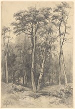 Forest in Wolfheze, 1878. Creator: Johannes Gysbert Vogel.