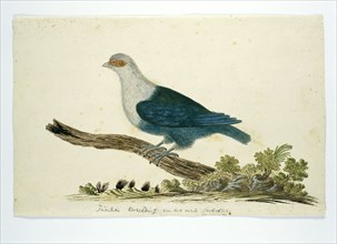 Indian turtle dove from the Seychelles, c.1776-1780. Creator: John Webber.