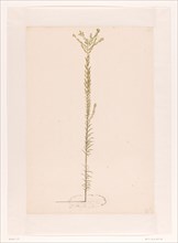Ericaceae, 1668-1729. Creator: Vincent Laurentz van der Vinne I.