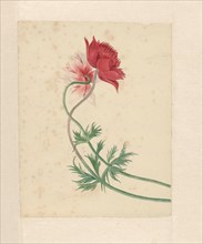 Two flowers, 1714-1760.  Creator: Michiel van Huysum.