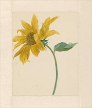 Sunflower, 1714-1760. Creator: Michiel van Huysum.