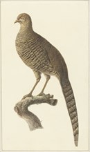 Golden pheasant, them, 1759-1842. Creator: Pieter Bartholomeusz. Barbiers.