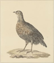 Partridge (Patrijs), 1759-1842. Creator: Pieter Bartholomeusz. Barbiers.