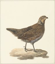 Bobwhite (Colinus Virginianus), 1759-1842. Creator: Pieter Bartholomeusz. Barbiers.