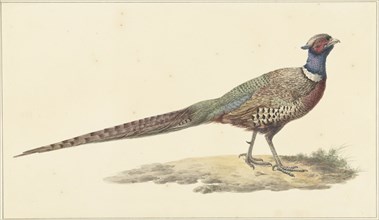 Pheasant, 1759-1842. Creator: Pieter Bartholomeusz. Barbiers.