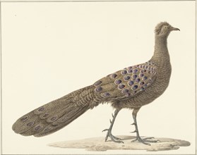 Grey peacock, 1759-1842. Creator: Pieter Bartholomeusz. Barbiers.