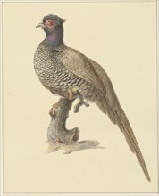 Hunting pheasant, 1759-1842. Creator: Pieter Bartholomeusz. Barbiers.