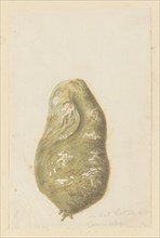 Hydnora africana Thunb., bulb (Jackal-food plant), 1777-1786. Creator: Robert Jacob Gordon.