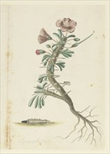 Monsonia Patersonii, 1777-1786. Creator: Robert Jacob Gordon.