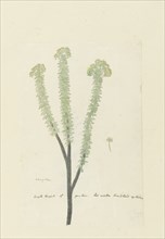 Euryops lateriflorus (L.f.) DC. (Cape gumtree), 1777-1786. Creator: Robert Jacob Gordon.