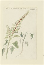 Chenopodium foliosum Aschers, formerly Blitum vergatum (Leafy goosefoot), 1778-1786. Creator: Robert Jacob Gordon.