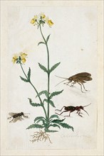 Calceolaria with three insects (Slipperwort), 1777-1786. Creator: Robert Jacob Gordon.