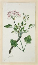 Pelargonium echinatum W. Curtis (Prickly-stemmed pelargonium), 1777-1786. Creator: Robert Jacob Gordon.
