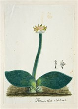 Haemanthus albiflos (Paintbrush), 1777-1786. Creator: Robert Jacob Gordon.