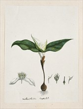 Androcymbium capense (L.) Krause., 1777-1786. Creator: Robert Jacob Gordon.