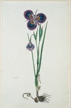 Moraea villosa Ker-Gawl. (Cape tulip), 1777-1786. Creator: Robert Jacob Gordon.