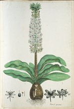 Eucomis humilis Bak. (Pineapple flower or Kuifplant), 1777-1786. Creator: Robert Jacob Gordon.